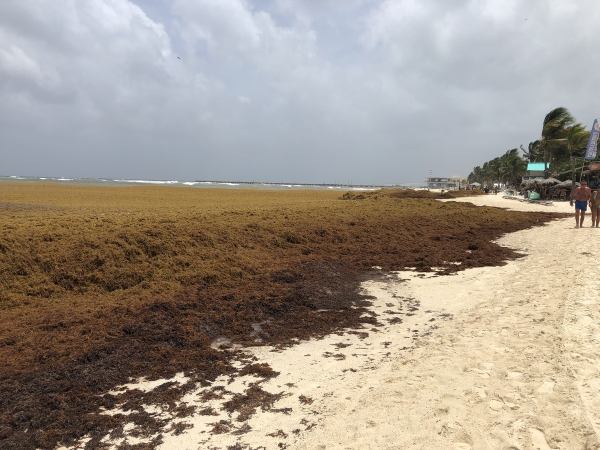 海藻で汚れたビーチ