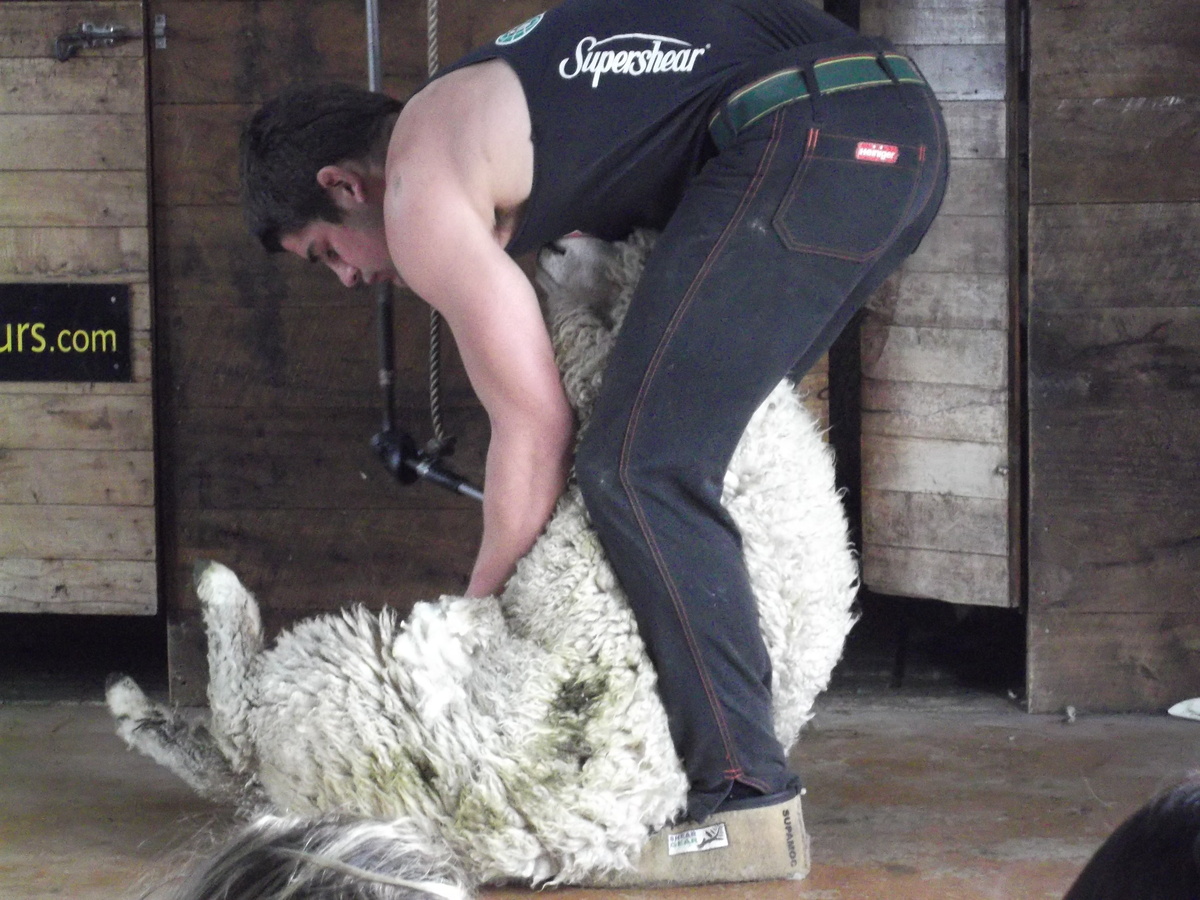 羊の毛刈り (3)