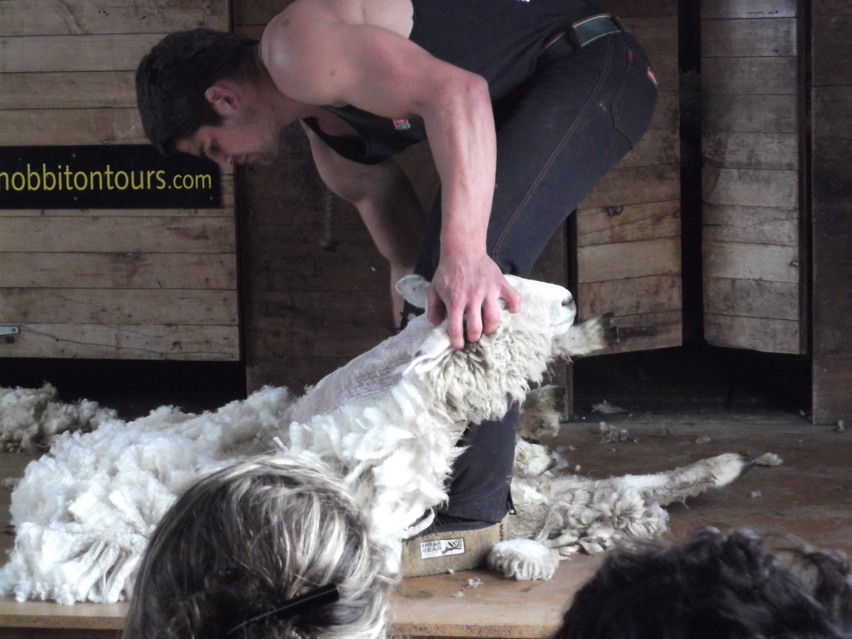 羊の毛刈り (5)