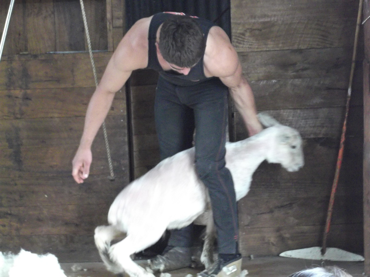 羊の毛刈り (6)