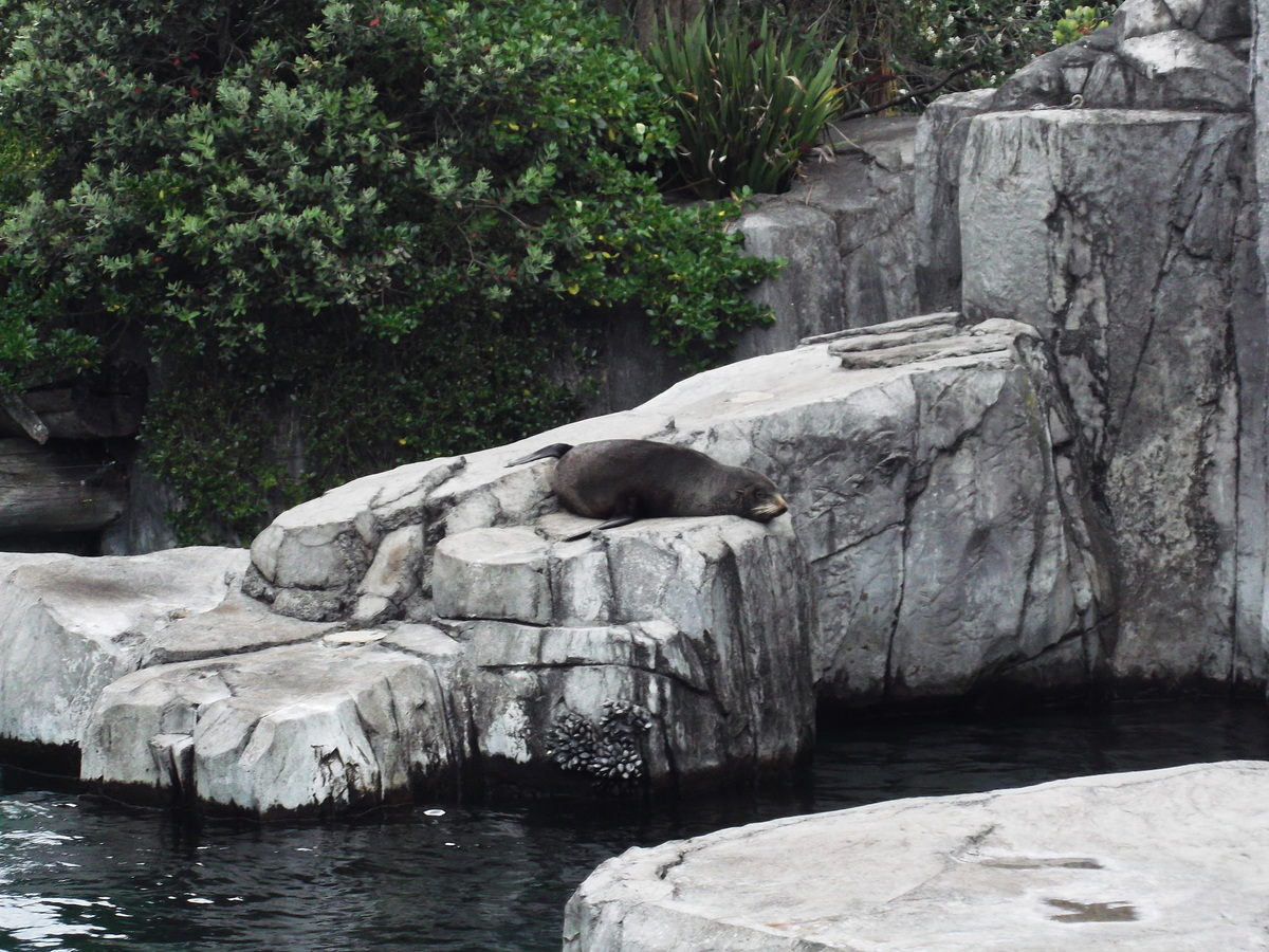 Auckland Zoo (4)
