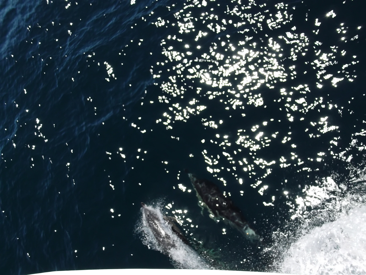グレートバリア島に航行中遭遇したイルカ