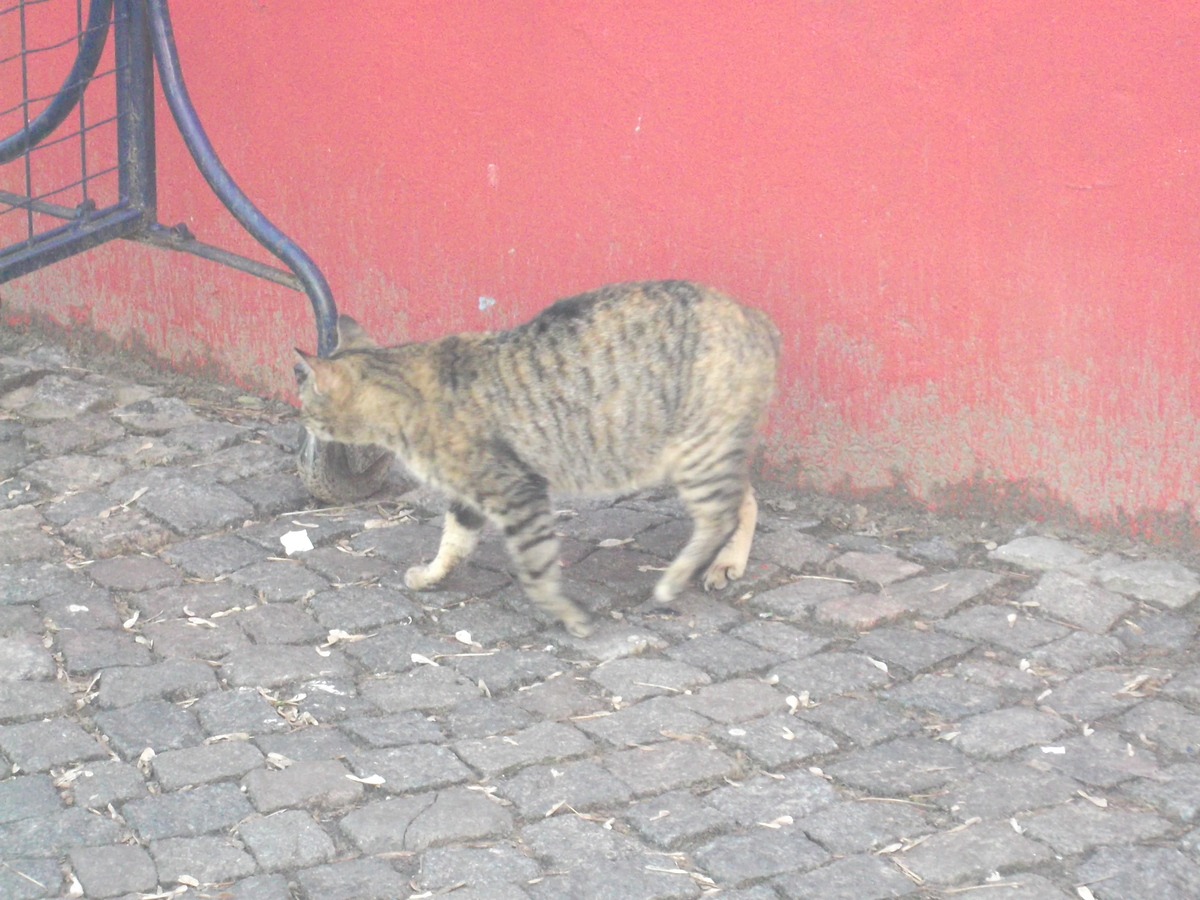 ブエノスアイレスの野良猫 (1)
