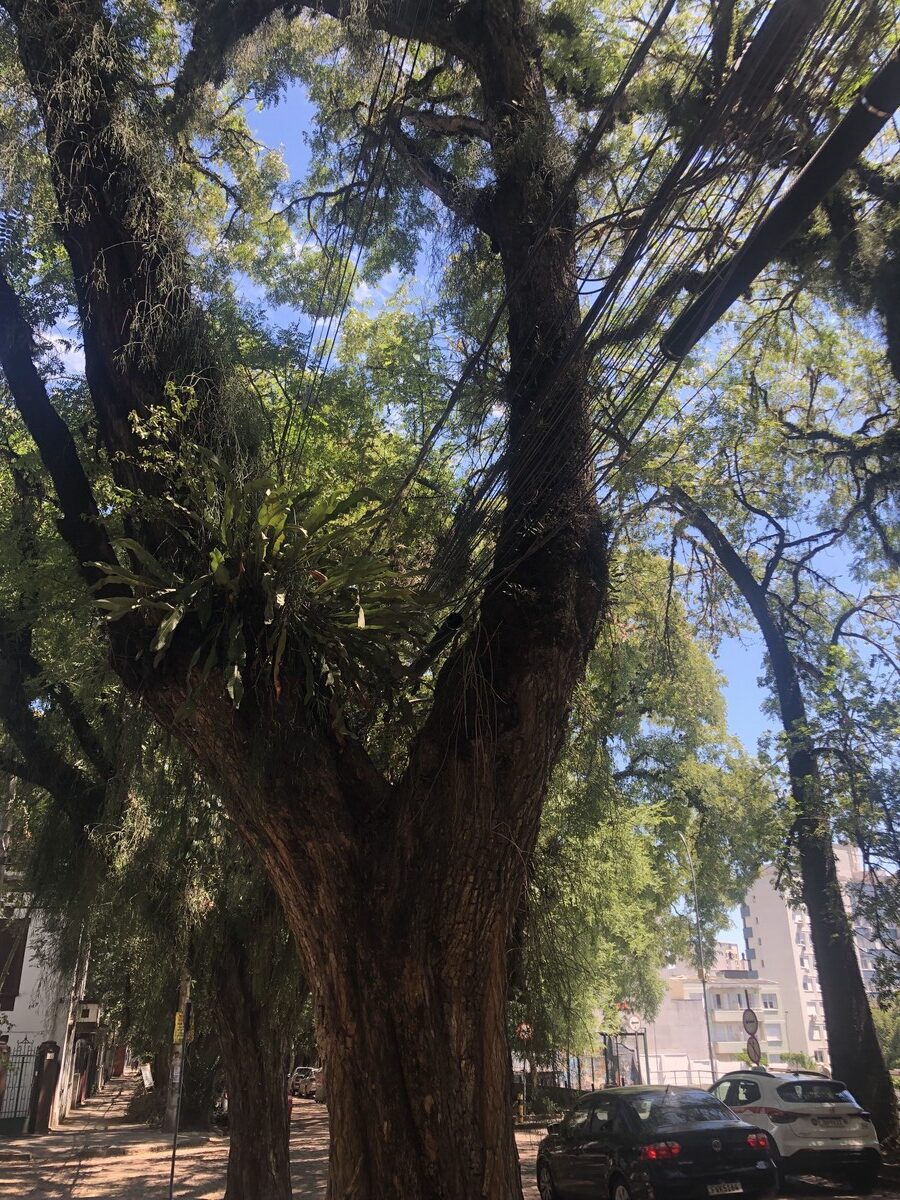 Rua Gonçalo de Carvalho (4)